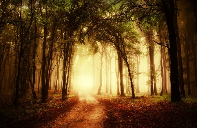 Road through a golden forest at autumn